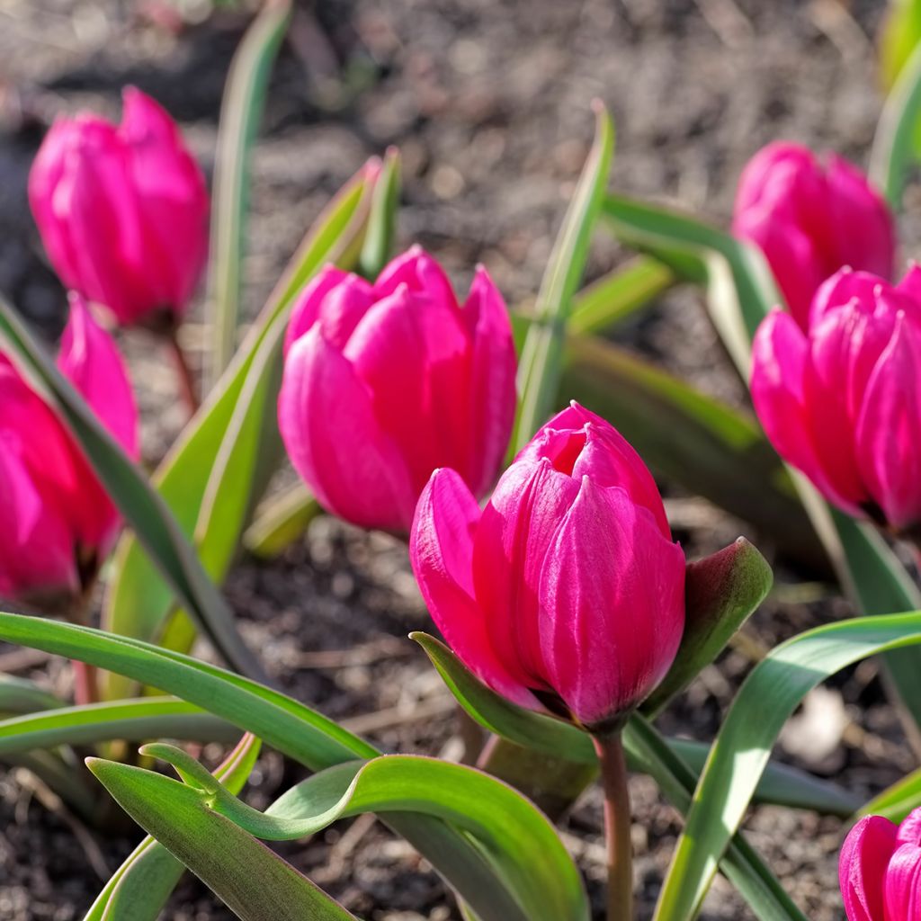 Tulipa humilis pulchella Violacea - Dwergtulp