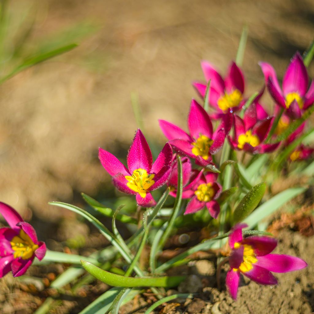 Tulipa humilis Violacea Yellow Base - Dwergtulp