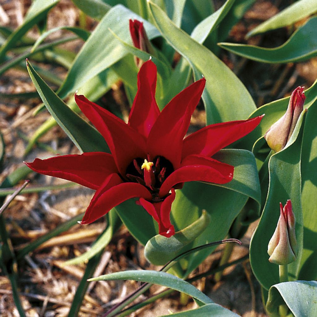 Tulipa ingens - Botanische tulp