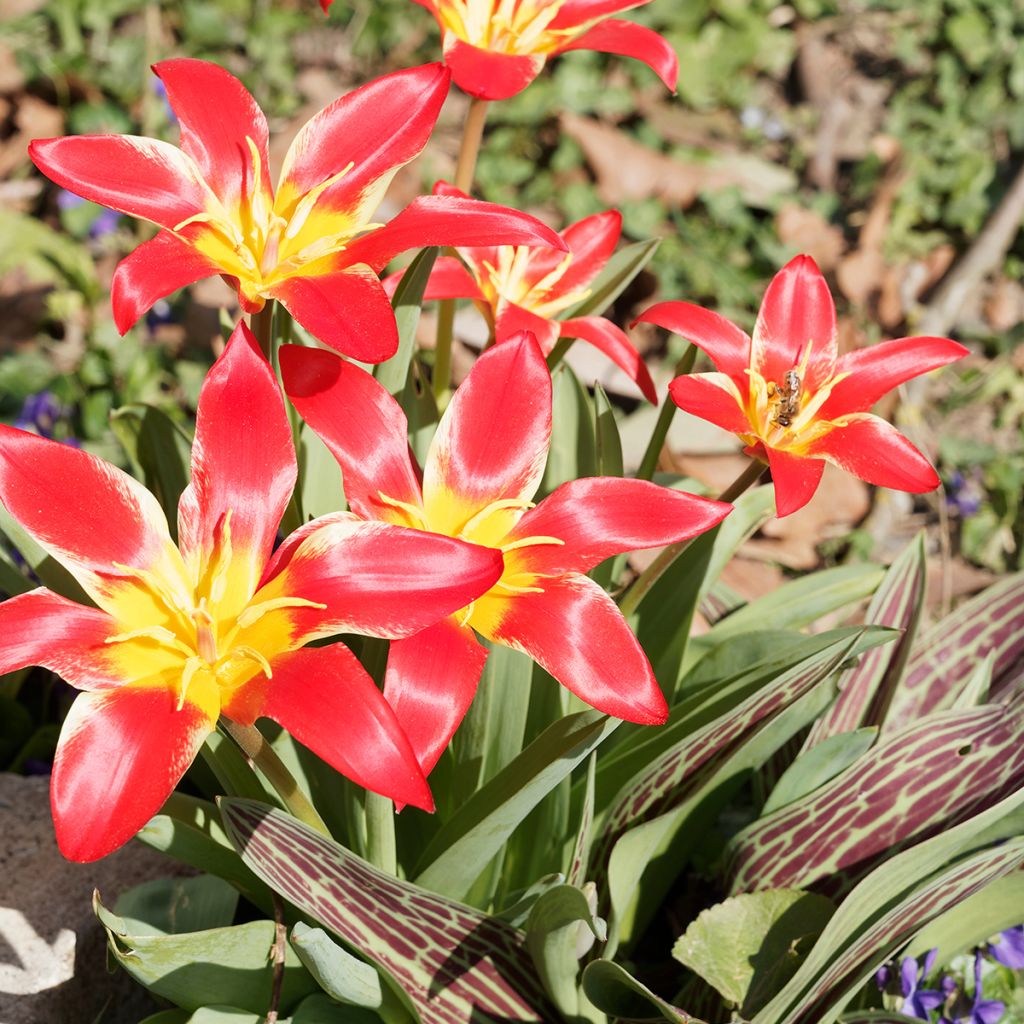 Tulipa kaufmanniana Fashion - Kaufmanniana tulp