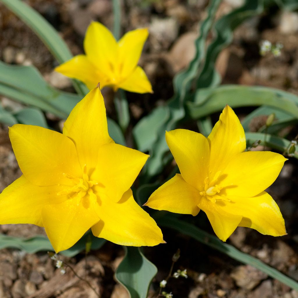 Tulipa kolpakowskiana - Botanische tulp