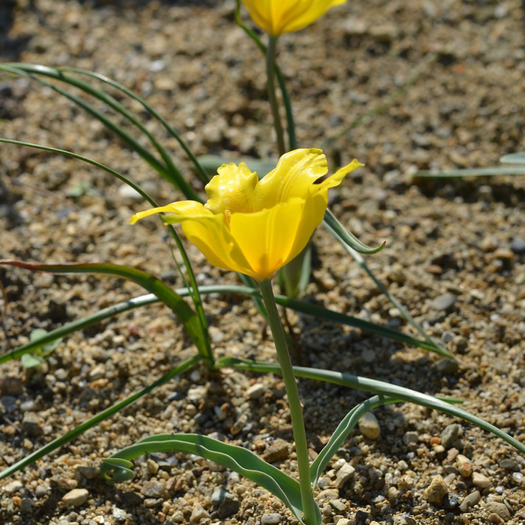 Tulipa kolpakowskiana - Botanische tulp
