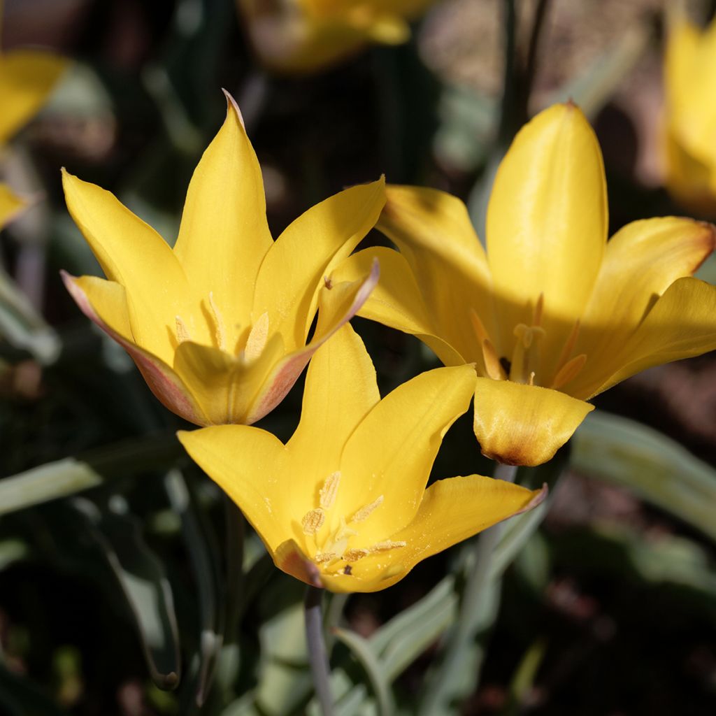Tulipa kolpakowskiana - Botanische tulp