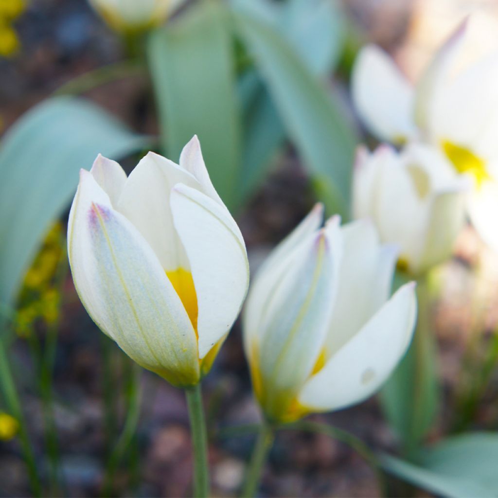 Tulipa polychroma - Botanische tulp