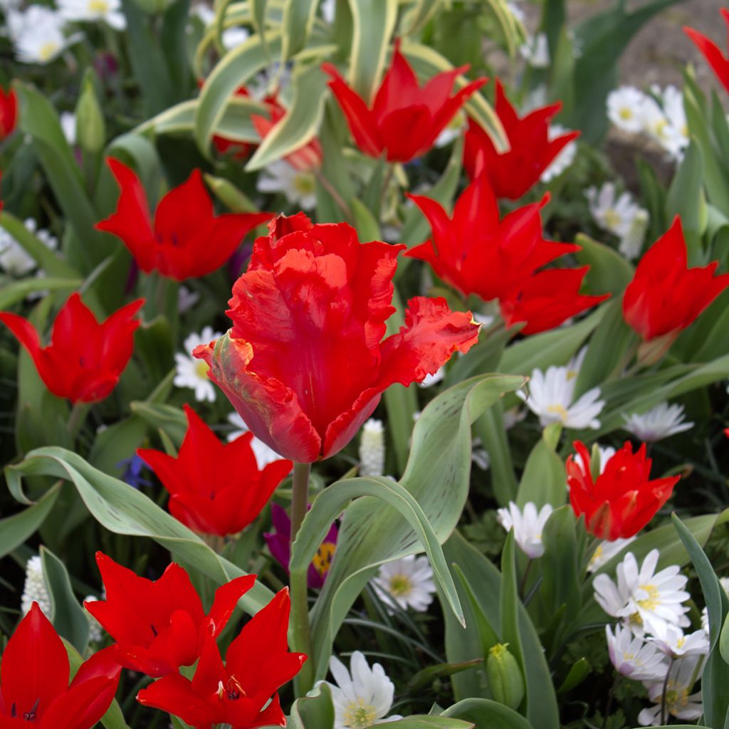 Tulipa praestans Fusilier