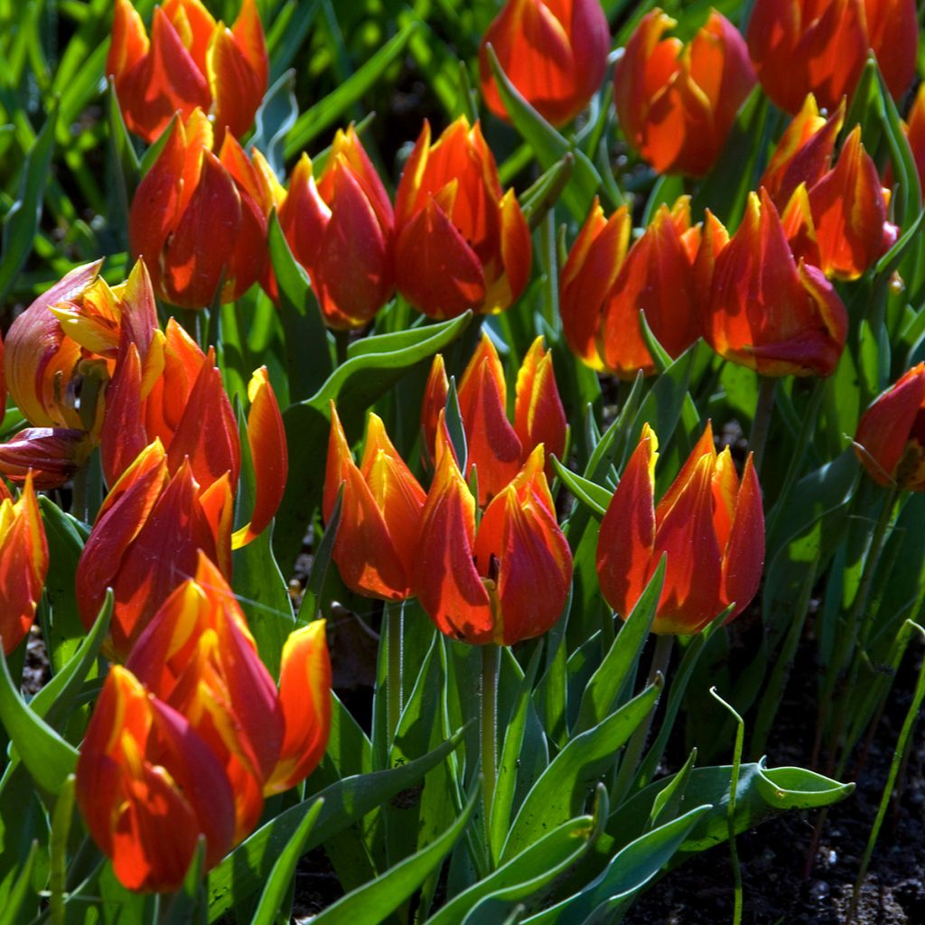 Tulipa schrenkii - Botanische tulp