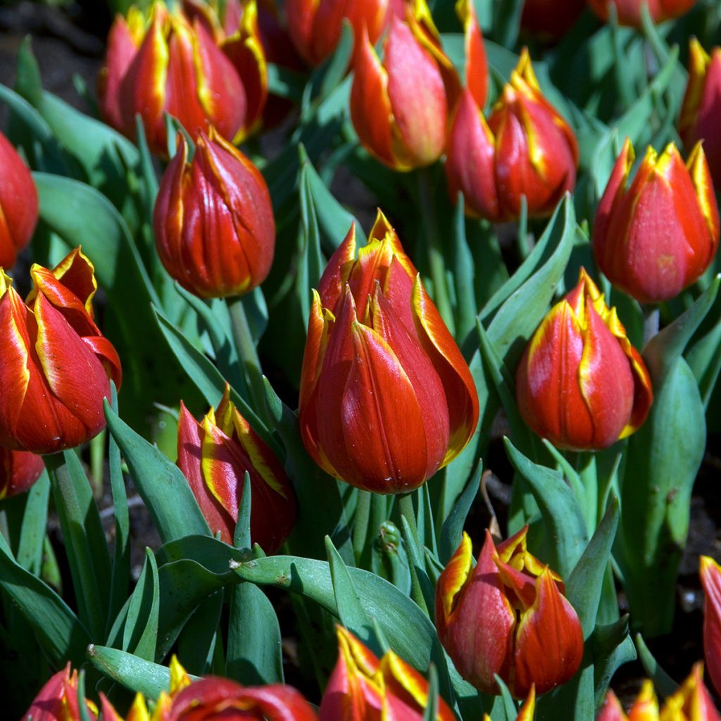 Tulipa schrenkii - Botanische tulp
