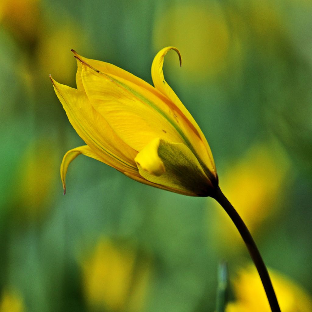 Tulipa sylvestris - Bostulp