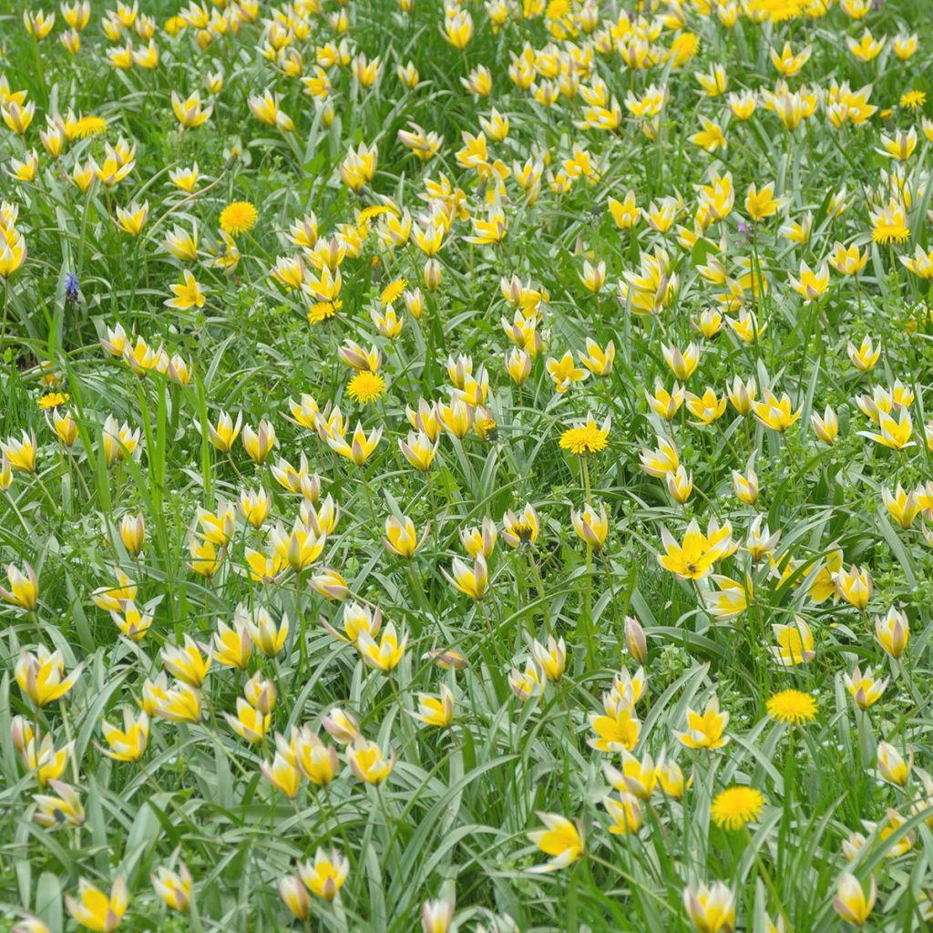 Tulipa sylvestris - Bostulp
