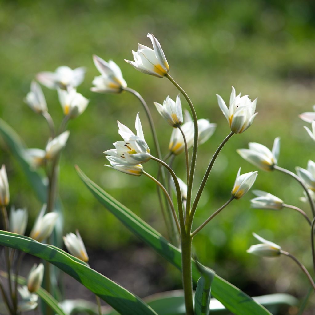 Tulipa turkestanica - Turkestaanse tulp