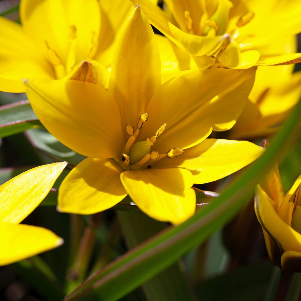 Tulipa urumiensis - botanische tulp