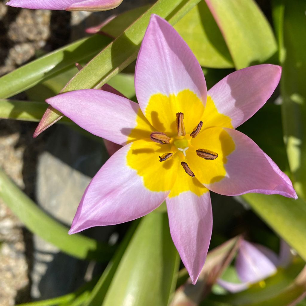 Tulipa saxatilis - Botanische tulp