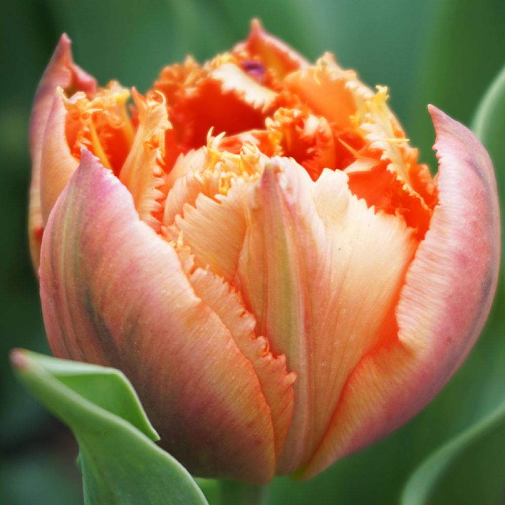 Tulipa crispa Royal Centennial - Gefranjerde tulp