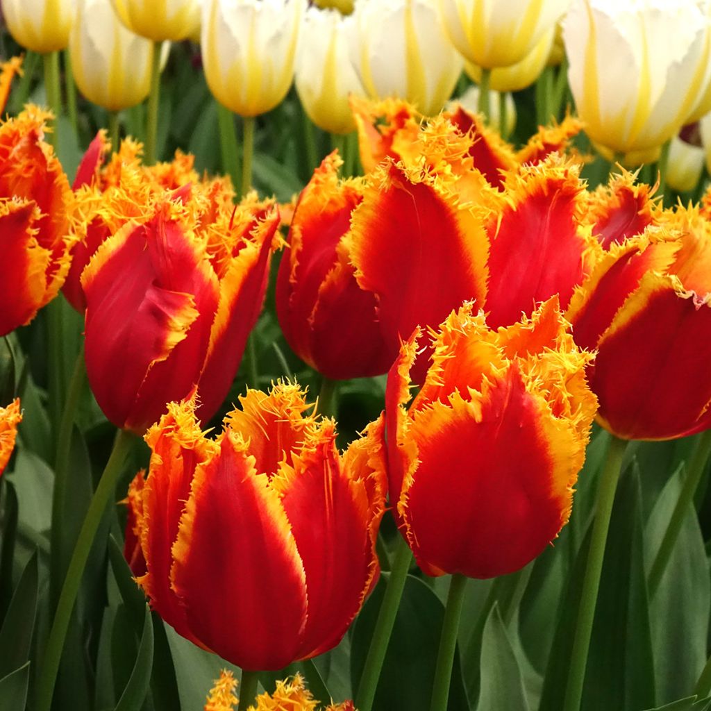 Tulipa crispa Fabio - gefranjerde tulp