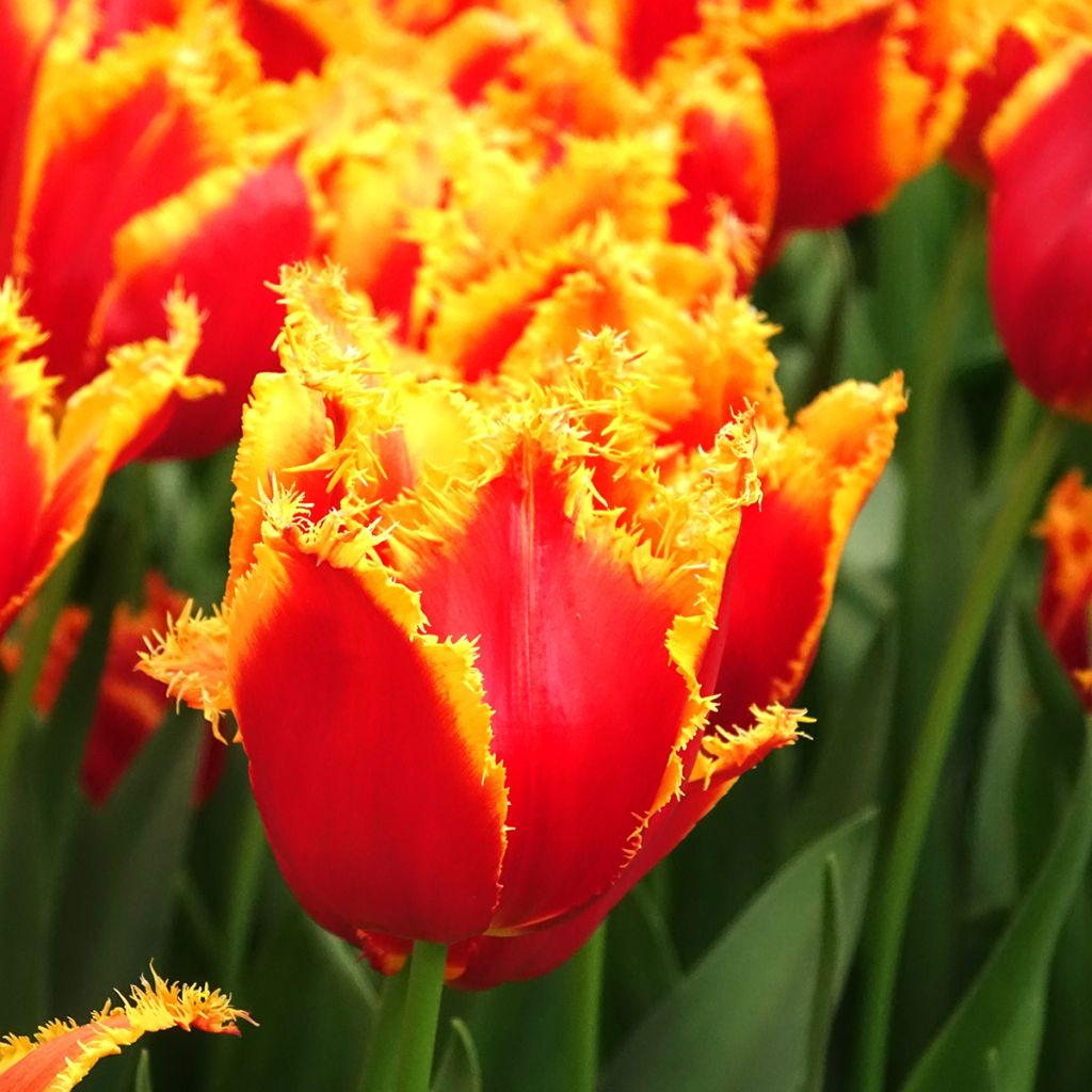 Tulipa crispa Fabio - gefranjerde tulp