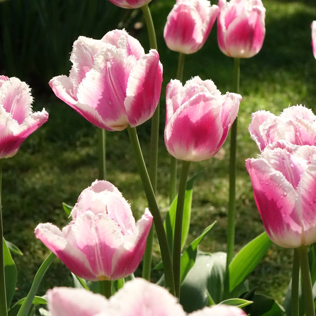 Tulipa crispa Siesta - Gefranjerde tulp