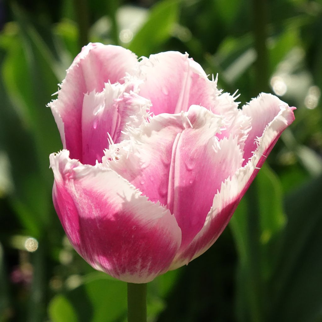 Tulipa crispa Siesta - Gefranjerde tulp