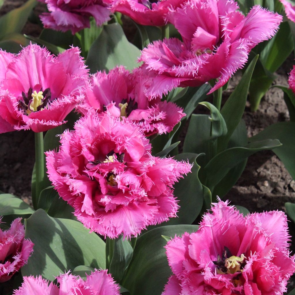 Tulipa crispa Match Point - gefranjerde tulp