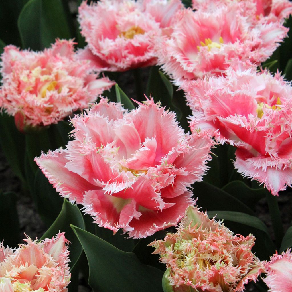 Tulipa crispa Queensland - Gefranjerde tulp