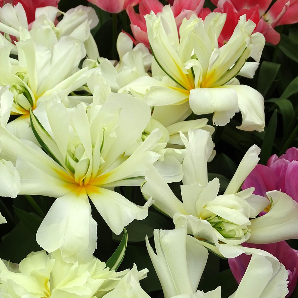 Tulipa fosteriana Exotic Emperor  - Fosteriana-tulp