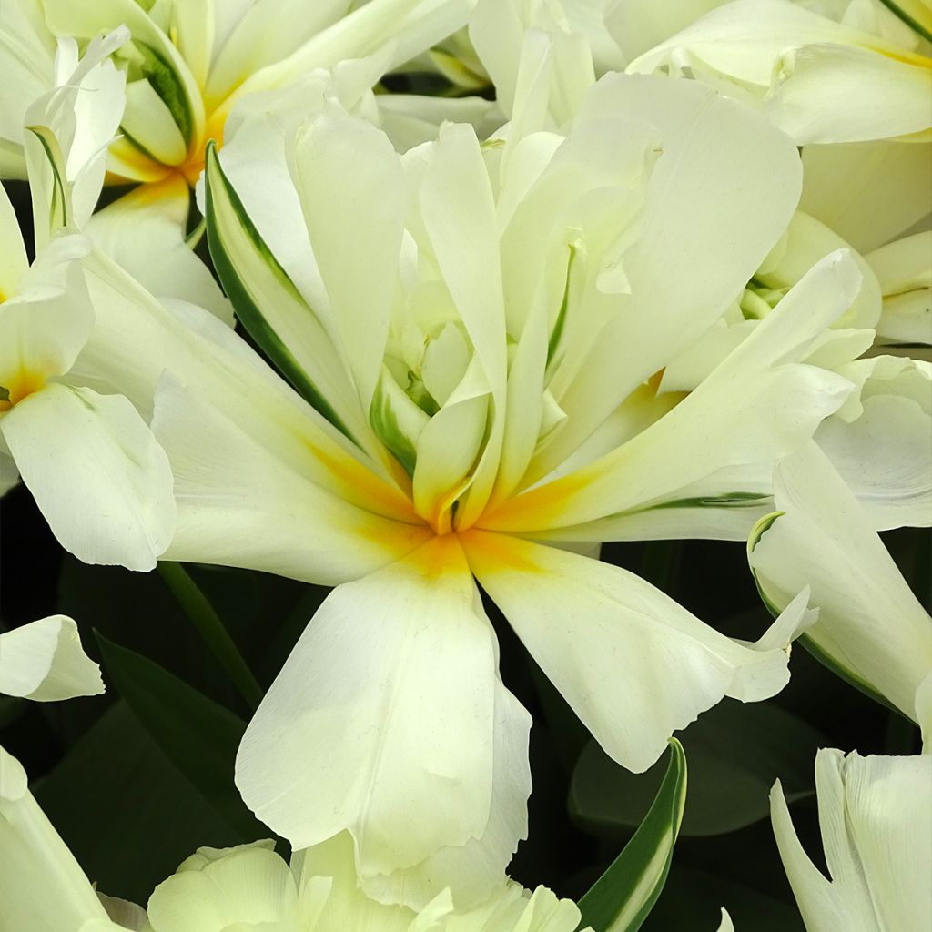 Tulipa fosteriana Exotic Emperor  - Fosteriana-tulp