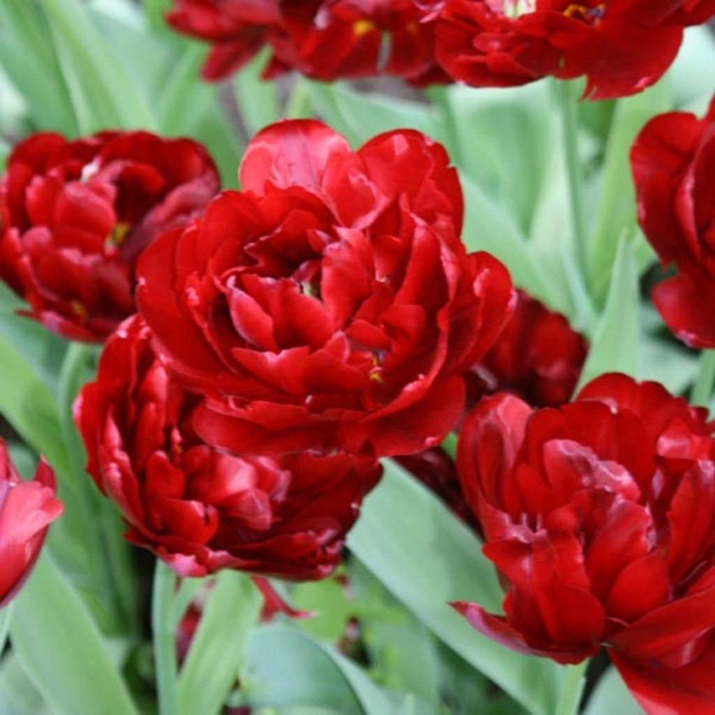 Tulipa - Dubbele late tulp