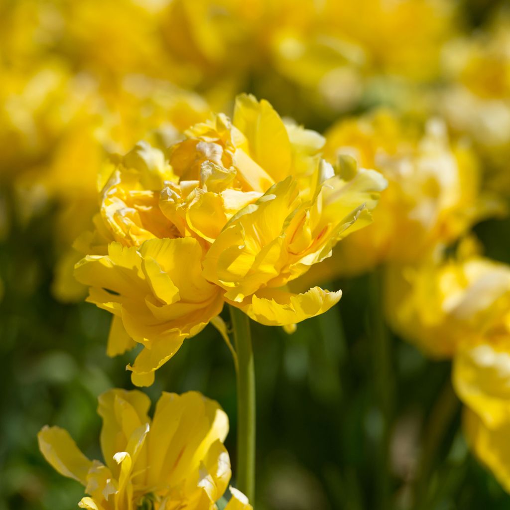 Tulipa Yellow Margarita - Dubbele vroege tulp