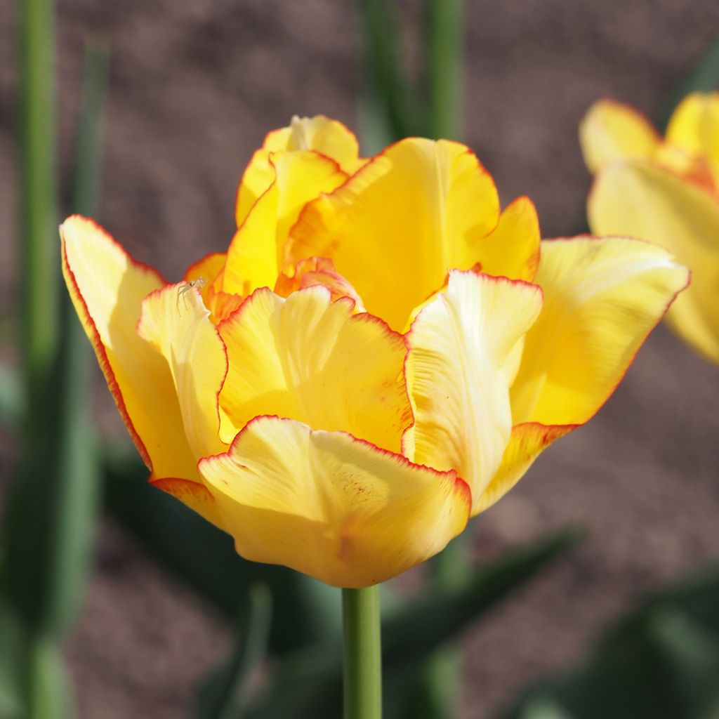 Tulipa Aquilla - Dubbele vroege tulp