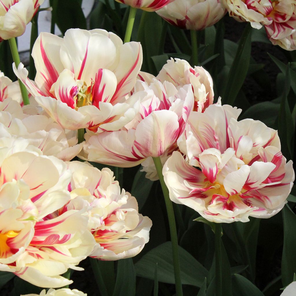 Tulipa Flaming Margarita - Dubbele vroege tulp