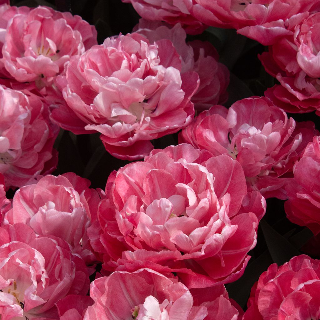 Tulipa Foxtrot - Dubbele vroege tulp