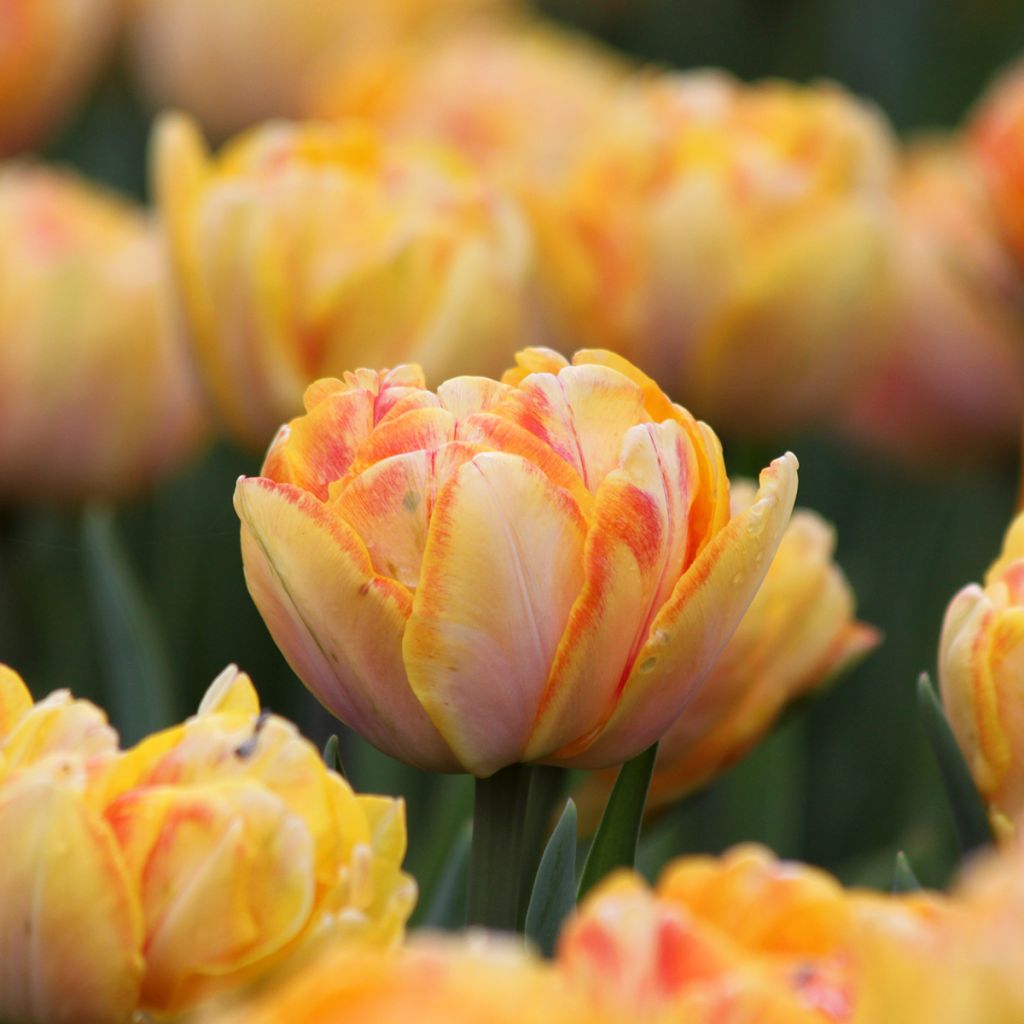 Tulipa Foxy Foxtrot - Dubbele vroege tulp