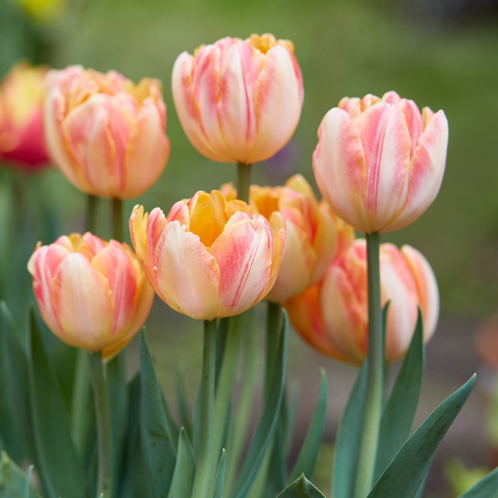 Tulipa Foxy Foxtrot - Dubbele vroege tulp