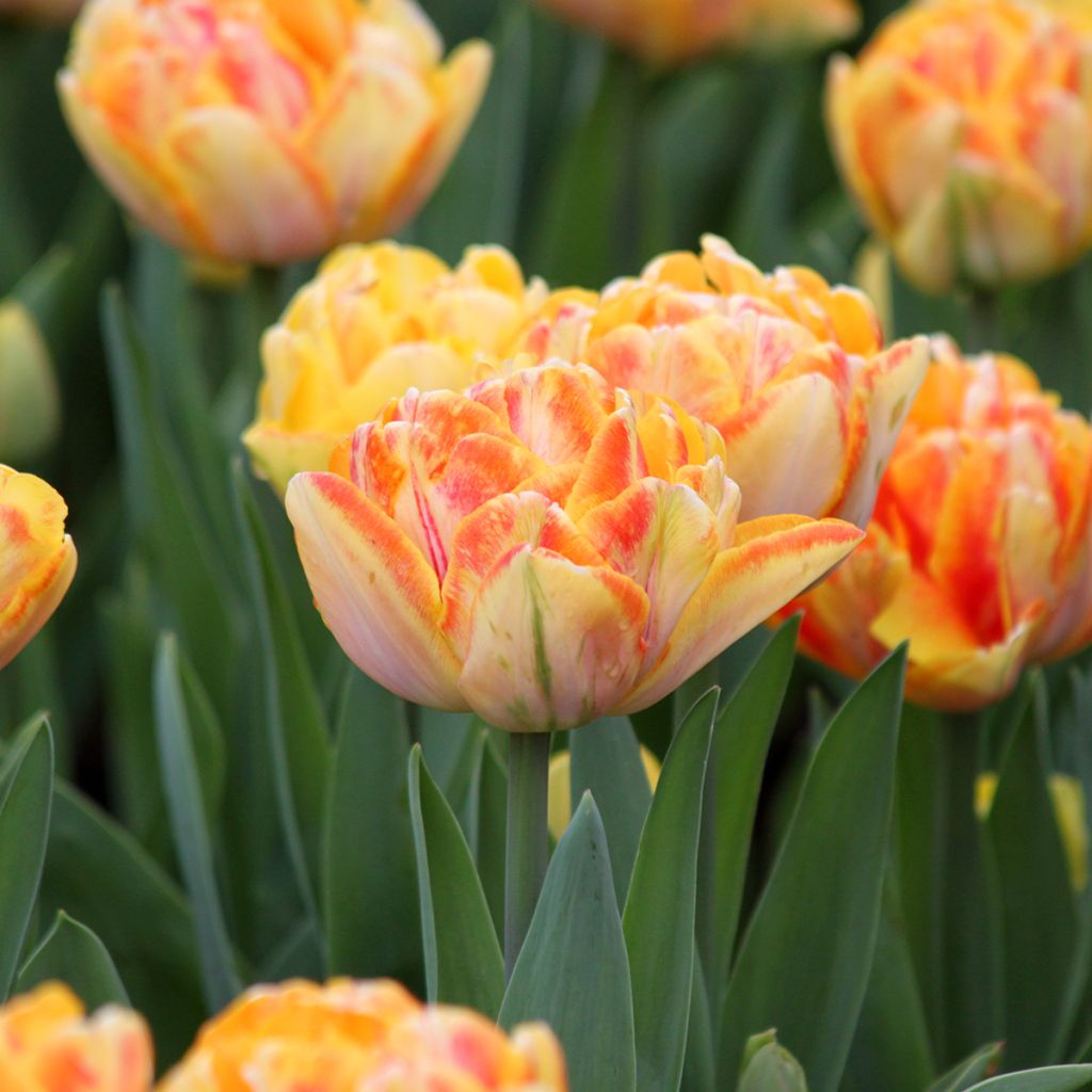 Tulipa Foxy Foxtrot - Dubbele vroege tulp