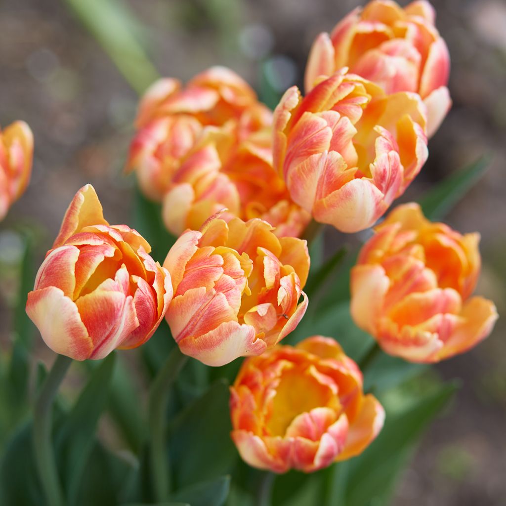 Tulipa Foxy Foxtrot - Dubbele vroege tulp
