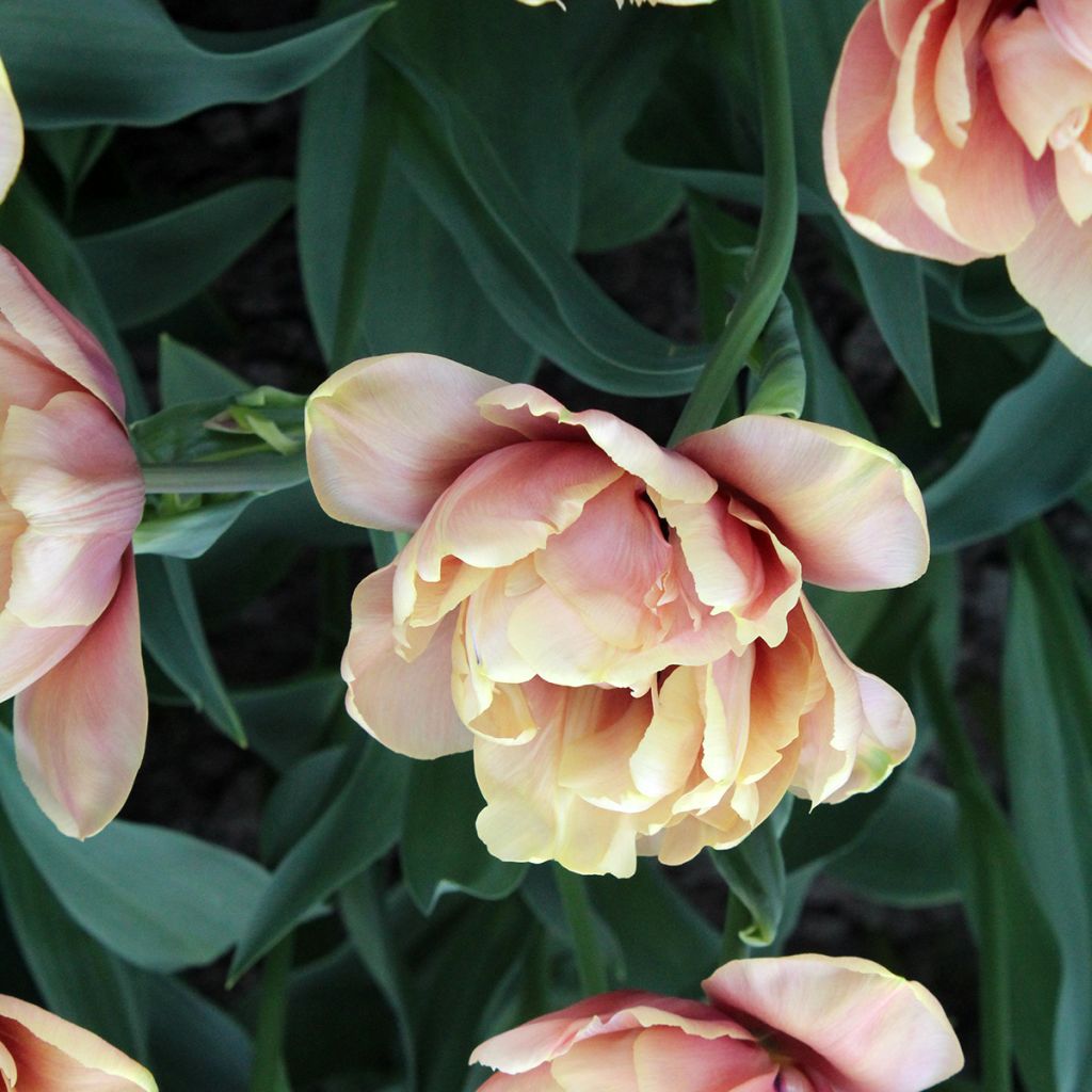 Tulipa La Belle Epoque - Dubbele vroege tulp