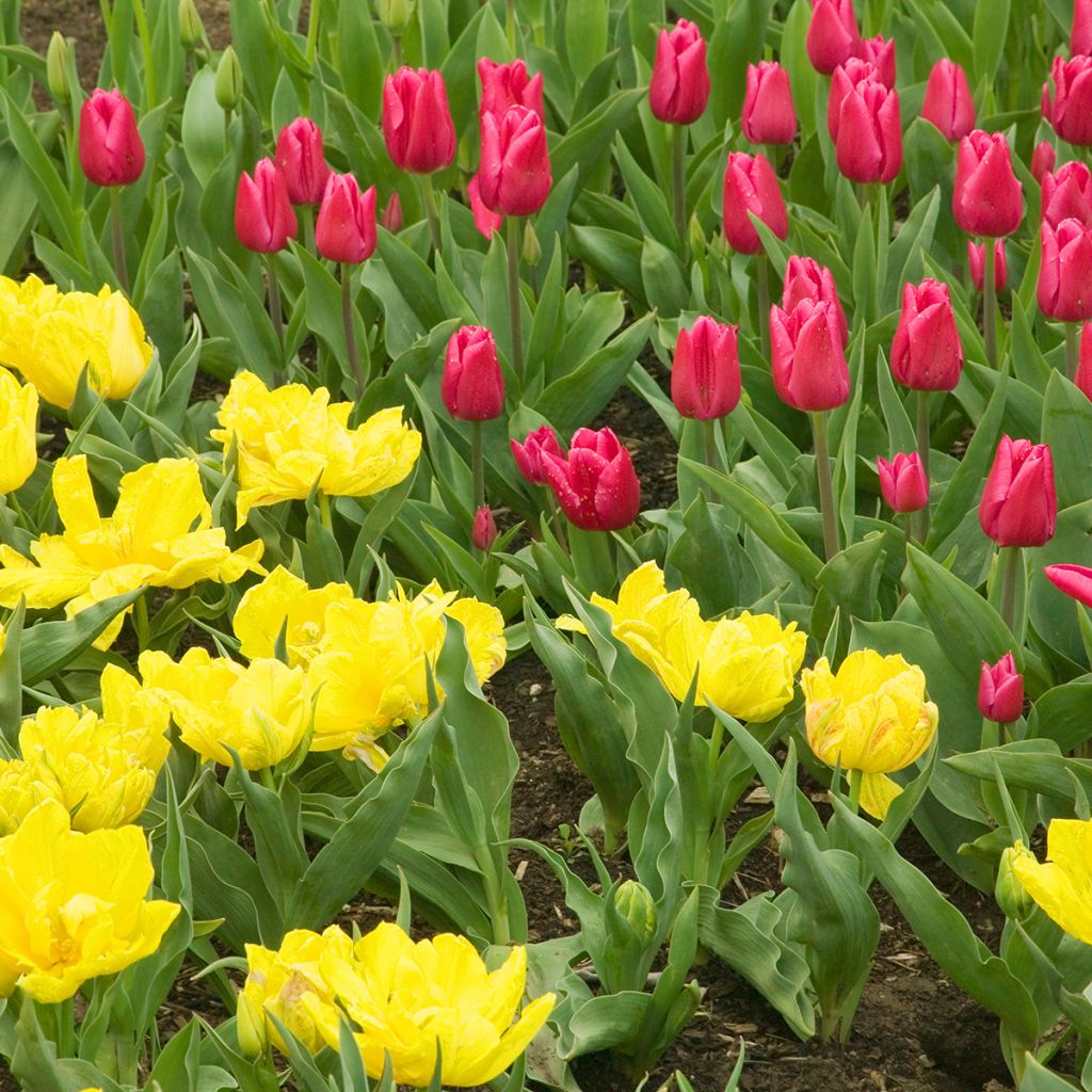 Tulipa Monte Carlo - Dubbele vroege tulp