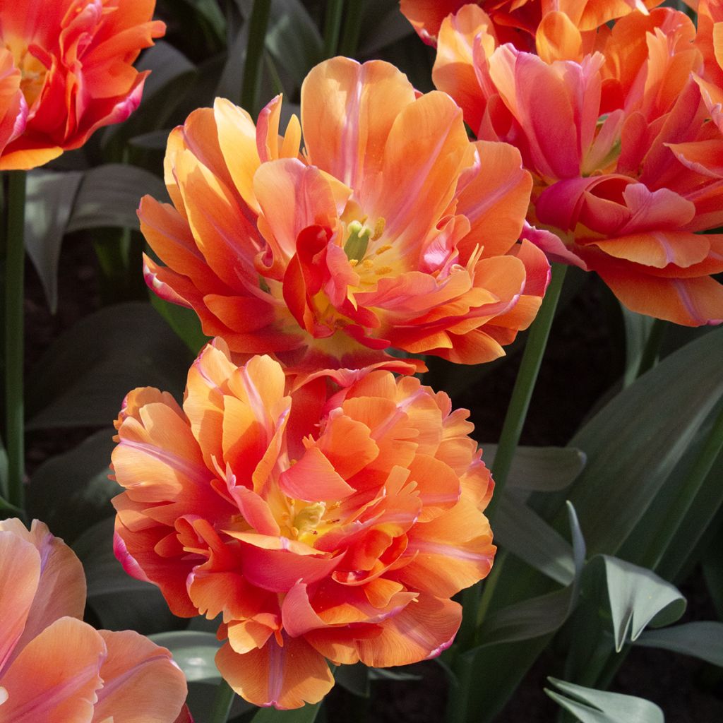 Tulipa Orca - Dubbele vroege tulp