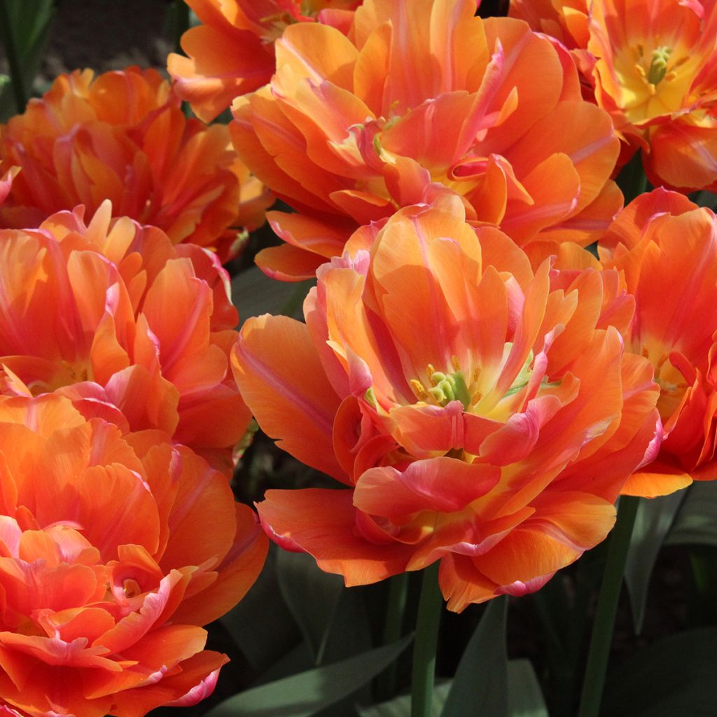 Tulipa Orca - Dubbele vroege tulp