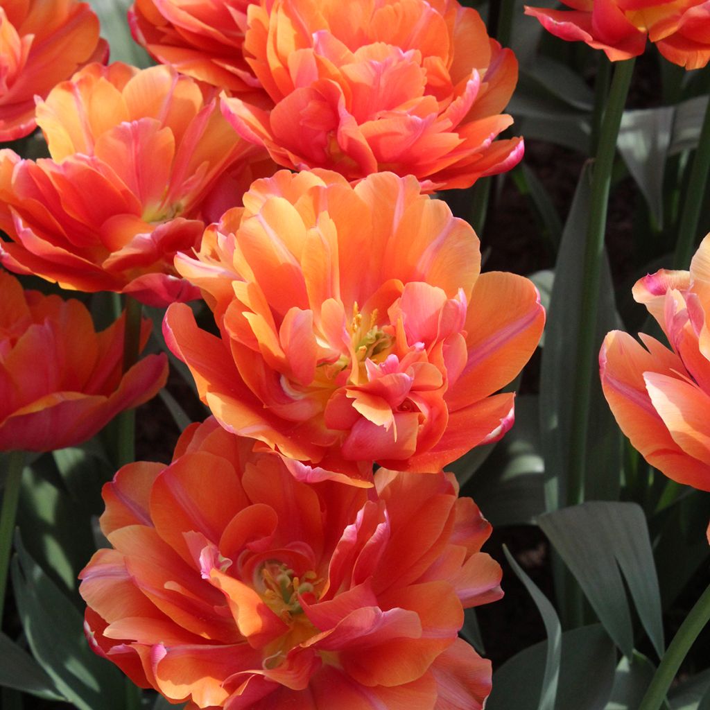Tulipa Orca - Dubbele vroege tulp