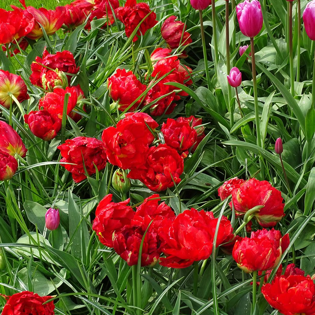 Tulipa Viking - Dubbele vroege tulp