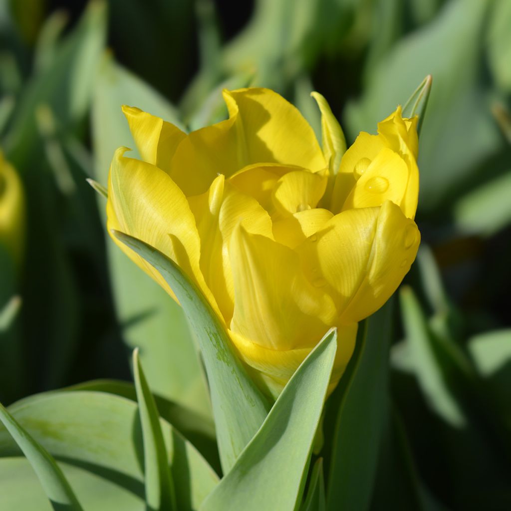 Tulipa Yellow Baby - Dubbele vroege tulp