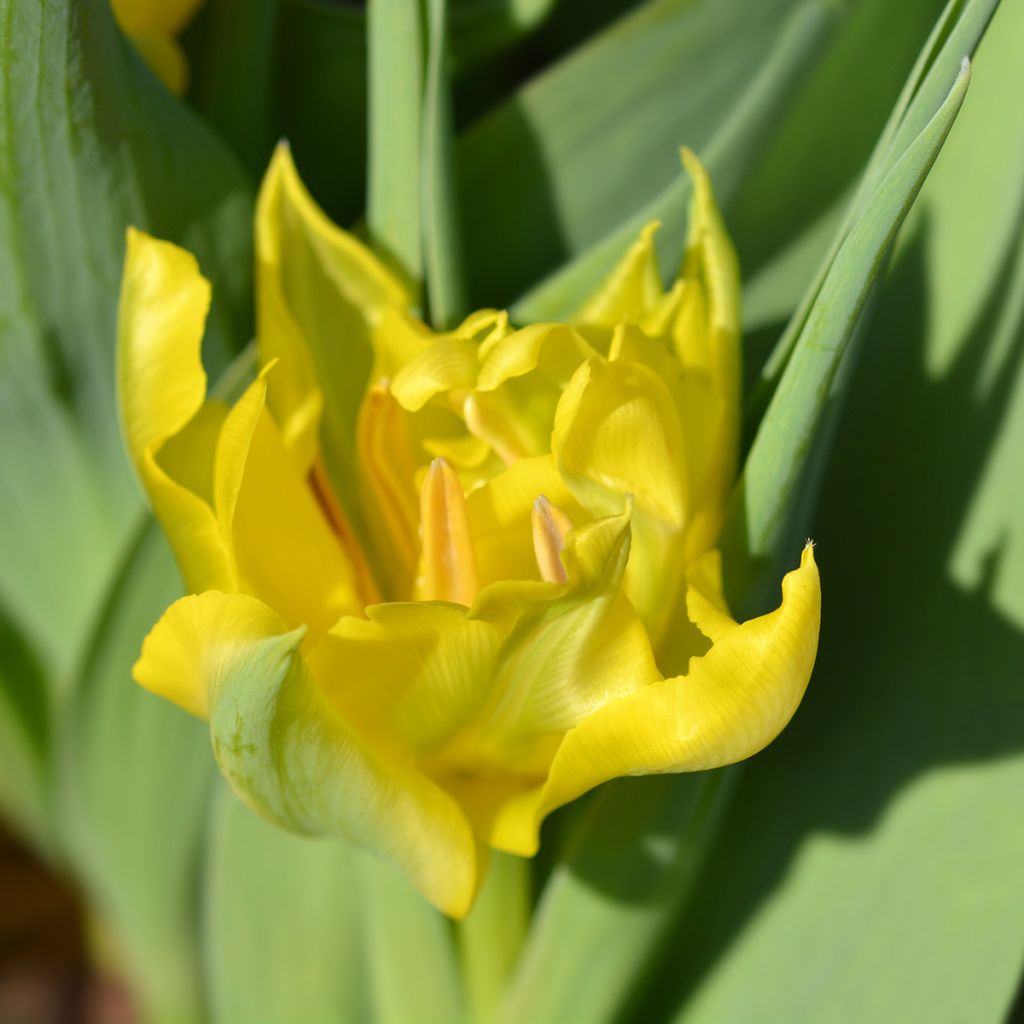Tulipa Yellow Baby - Dubbele vroege tulp
