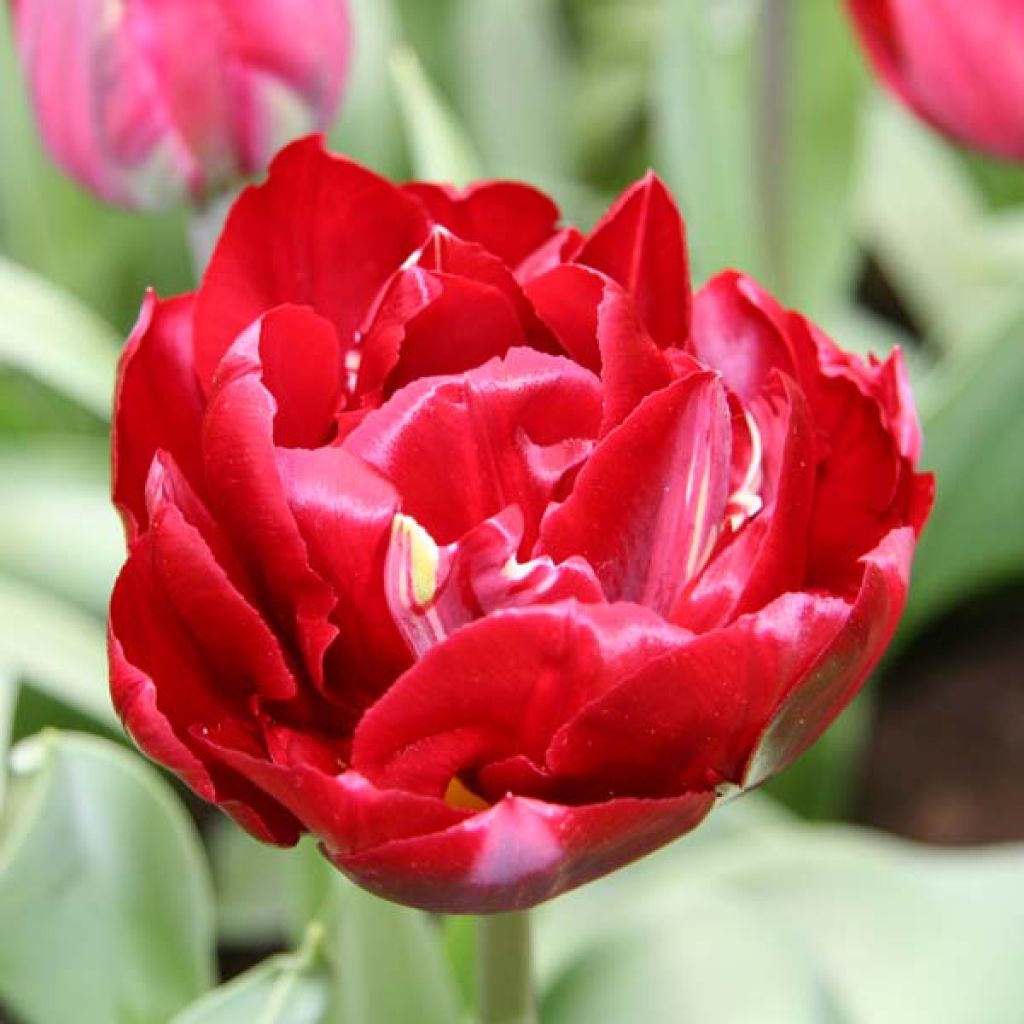 Tulipa - Dubbele late tulp
