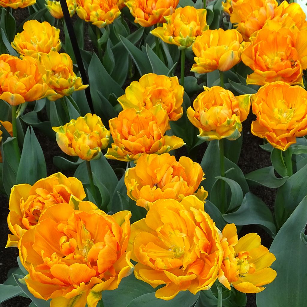Tulipa Orange Princess - Dubbele late tulp