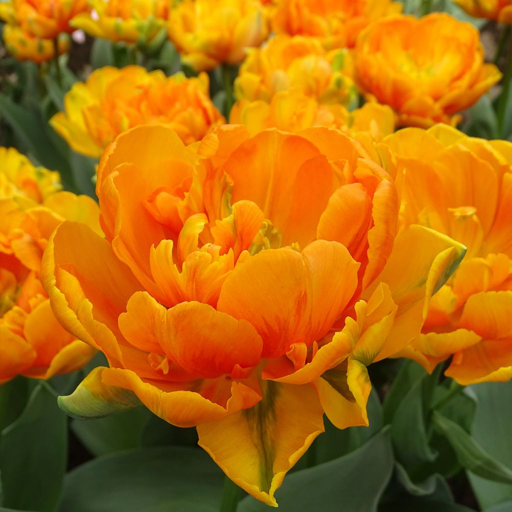 Tulipa Orange Princess - Dubbele late tulp