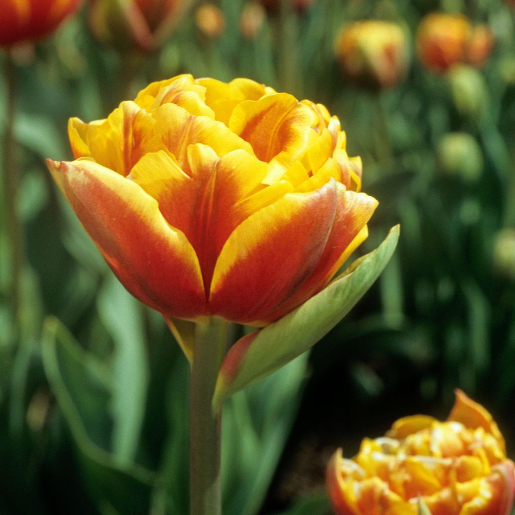 Tulipa Bonanza - Dubbele late tulp