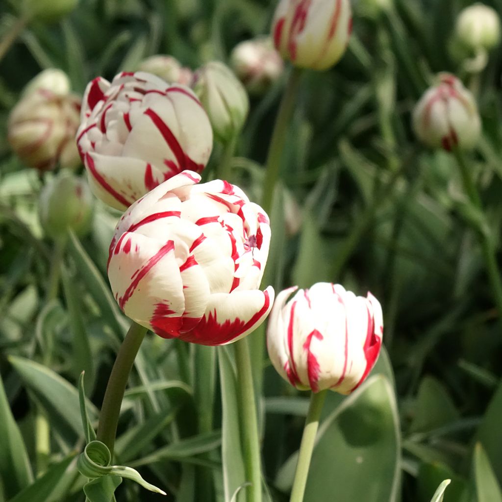 Tulipa Carnaval de Nice - Dubbele late tulp