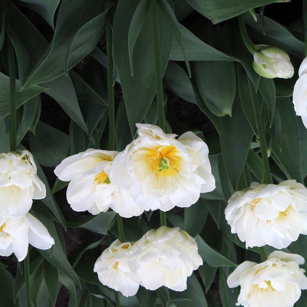 Tulipa Cool - Dubbele late tulp