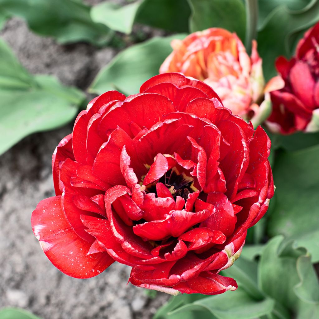 Tulipa Gudoshnik Double - Dubbele late tulp