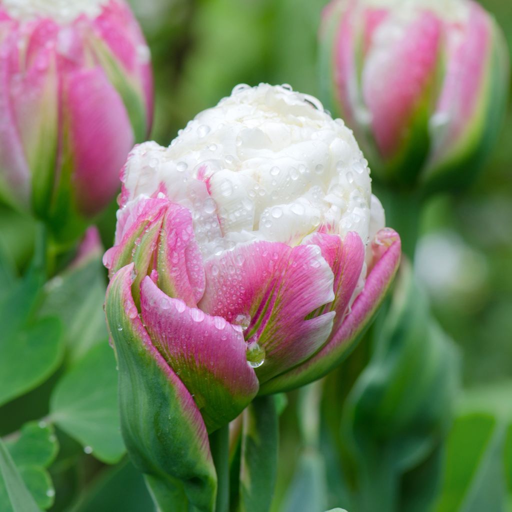 Tulipa Ice Cream - Dubbele late tulp
